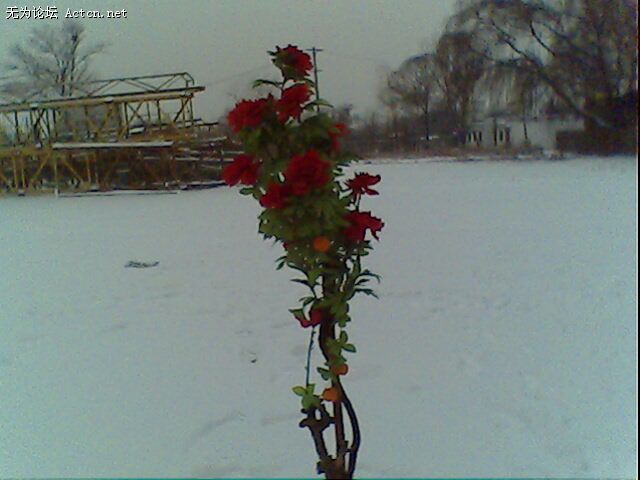 IMG0223A.jpg