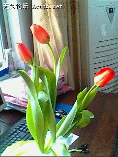 IMG0313A.jpg