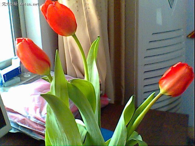 IMG0309A.jpg