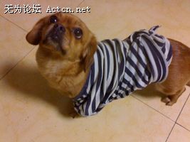 20080224265.jpg