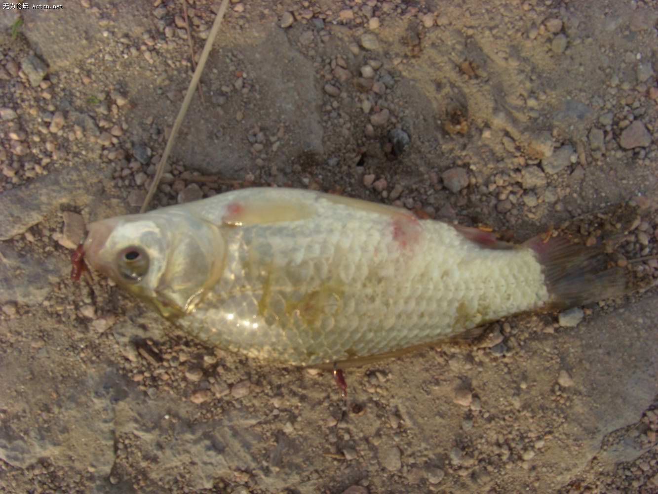 SI850235.JPG