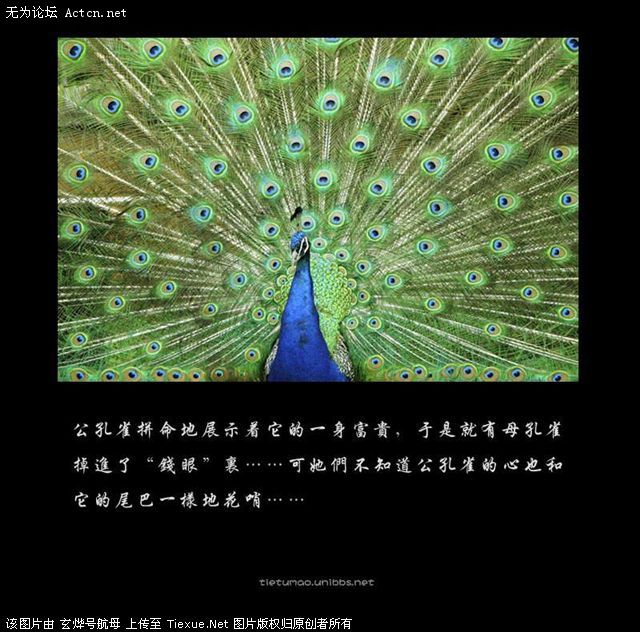 176_107868_127c63ae91cc5e2.jpg