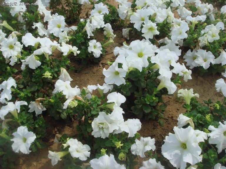 ������С DSC04078.jpg