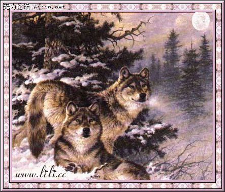 wol02.jpg