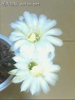 IMG0197A.jpg