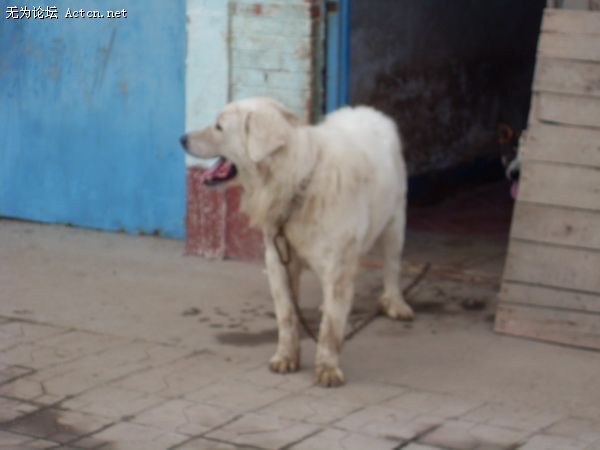 SDC10394_С.JPG