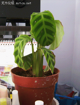 SANY0004.gif