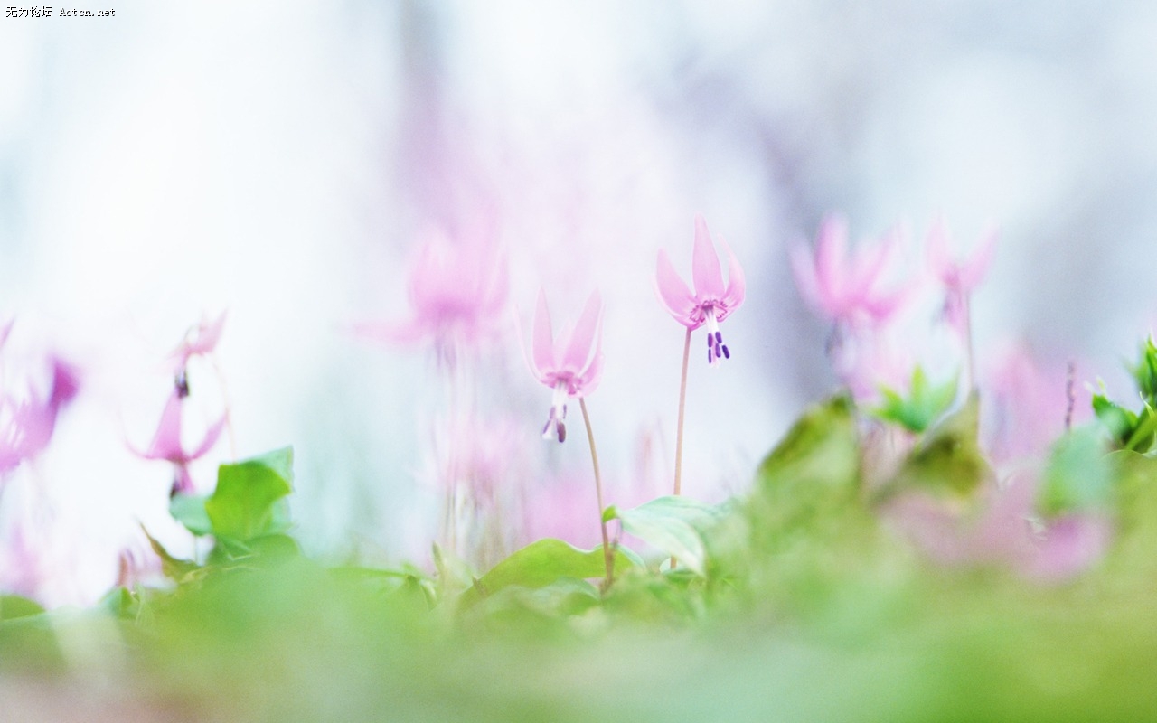 Soft_focus_sweet_romantic_flowers_JK037_350A.jpg