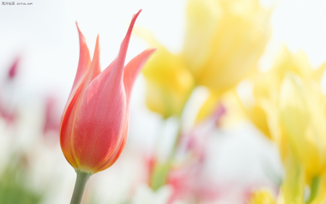Soft_focus_sweet_romantic_flowers_JK151_350A.jpg