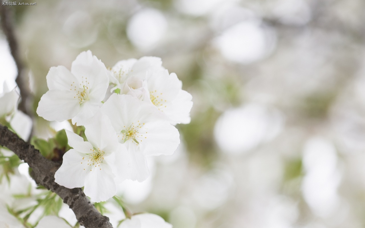 Soft_focus_sweet_romantic_flowers_JK078_350A.jpg