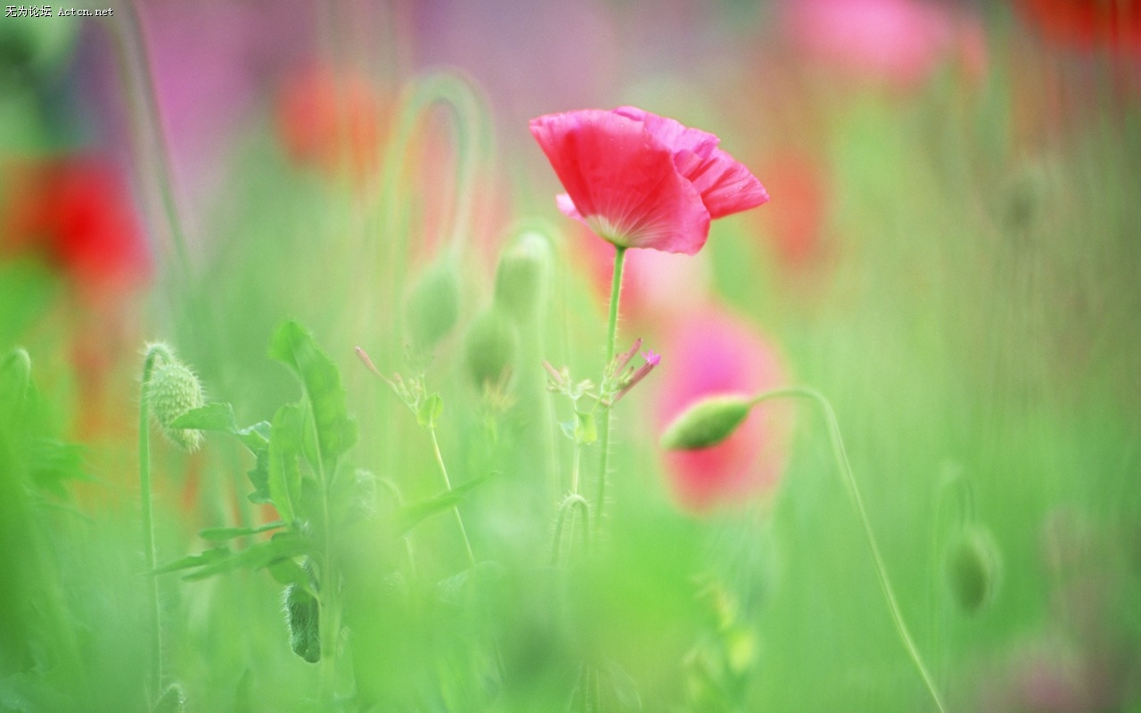 Soft_focus_sweet_romantic_flowers_JK100_350A.jpg
