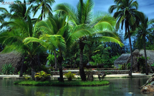 Palm Trees in Oahu ģߺ.jpg