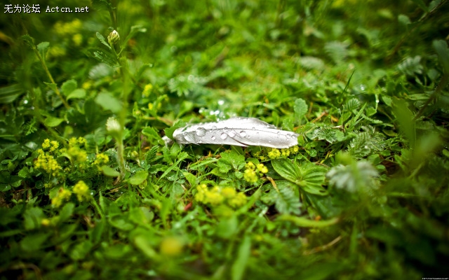 through_my_lens_feather_test.jpg