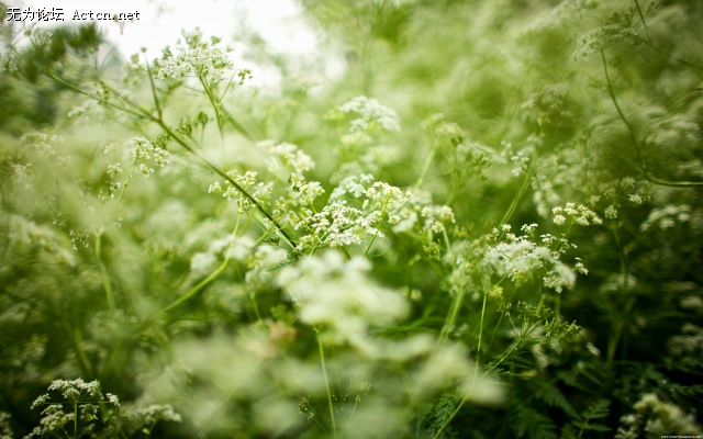 through_my_lens_through_the_flowers_two.jpg