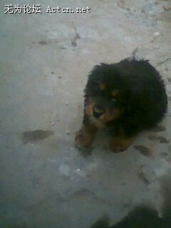 IMG0060A.jpg