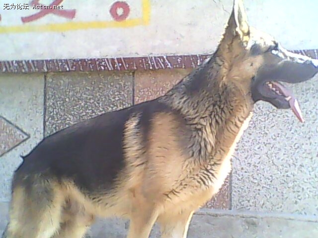11´ ۸1Ԫ