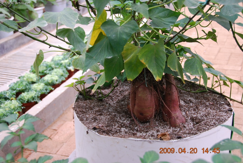 20090420 184.jpg