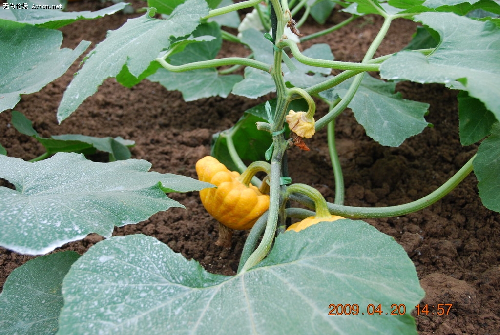 20090420 234.jpg