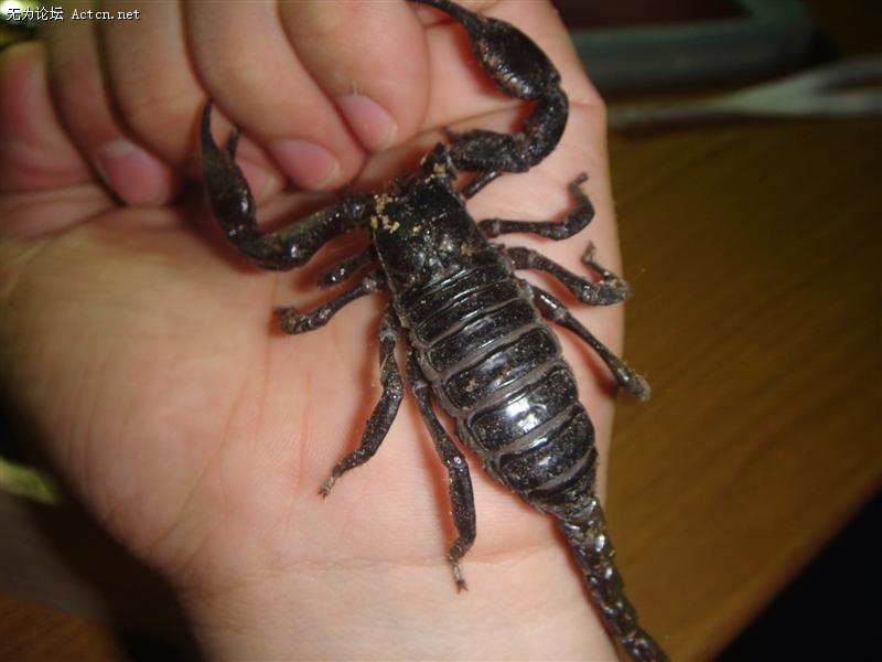 DSC00905 (����).JPG