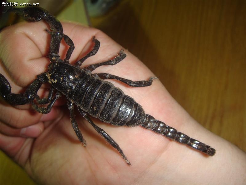 DSC00906 (����).JPG