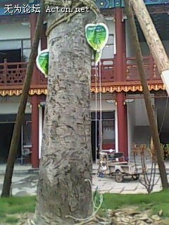 IMG0285A.jpg