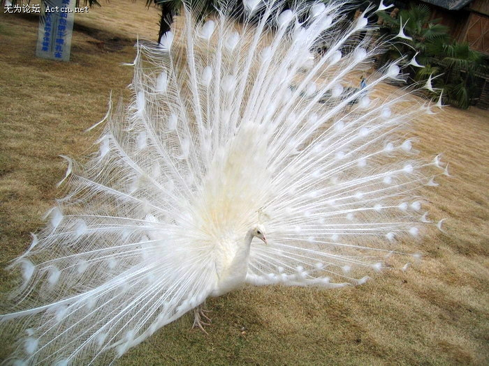 20085199165367.jpg